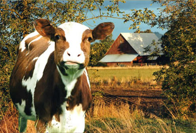 ii_betsy_the _cow_390x265.jpg